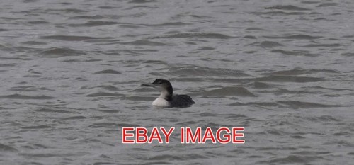Foto grosser nordtaucher - foto,