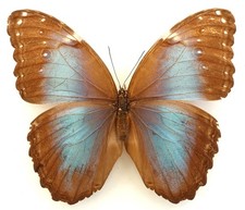 MORPHO HELENOR  CHARAPENSIS