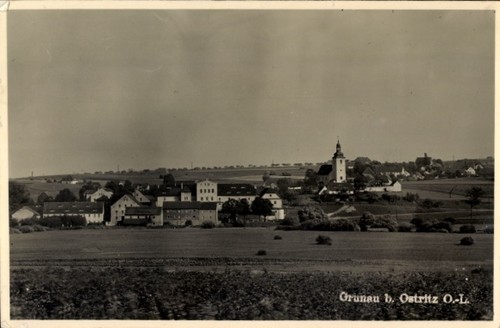 Foto krzewina grunau - foto,