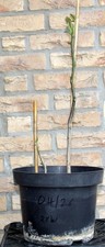 Walnussbaum setzling ca - -,