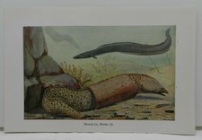 Meeraal (Conger conger) Seeaal  Muräne (Muraenidae)  Aal Fische  Farbdruck 1914