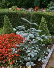 Abies procera Glauca Blaue Edeltanne Silbertanne 40-50 cm aufrecht im Container 