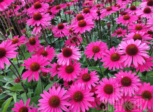 Echinacea purpurea - ,