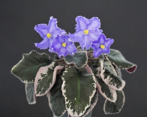 Tartufola - os-, (s.osipova)