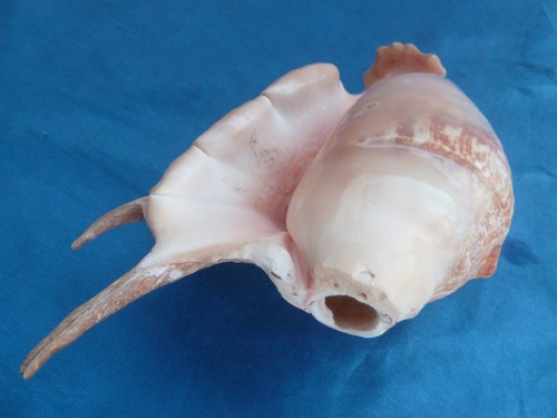 Muschelhorn lambis aus - muschelhorn,