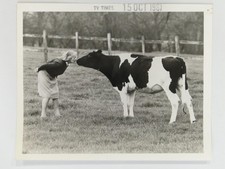 Barbara Woodhouse TV