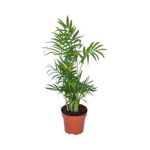 Chamaedorea - , (zwergbergpalme)