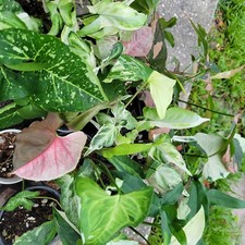 Rare Syngonium Cutting Bundle