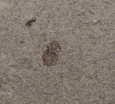 Wanze, Pentatomidae, Tertiär, Eozän, Moler, Mors, Dänemark -m131