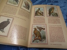 Sammelbilderalbum , Bunte