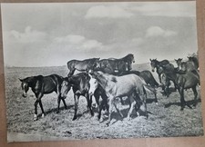 Zwei ältere schwarz/weiß