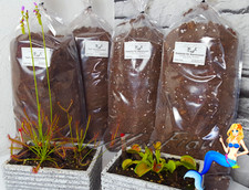 10 Liter Hochmoor Substrat