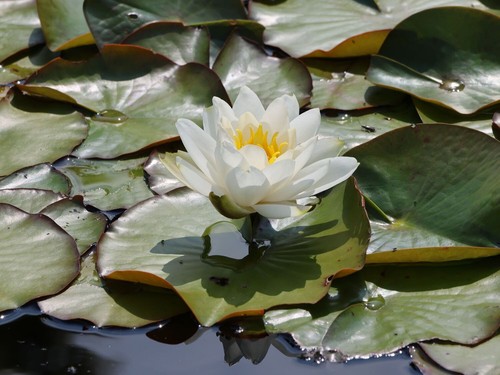 Seerose halbzwerg - seerose,