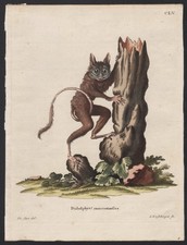 Quechuan mouse opossum Großfuß-Zwergbeutelratte zoology Kupferstich engraving