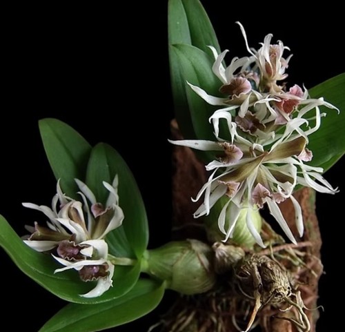 Miniature orchidee dendrobium - orchidee,