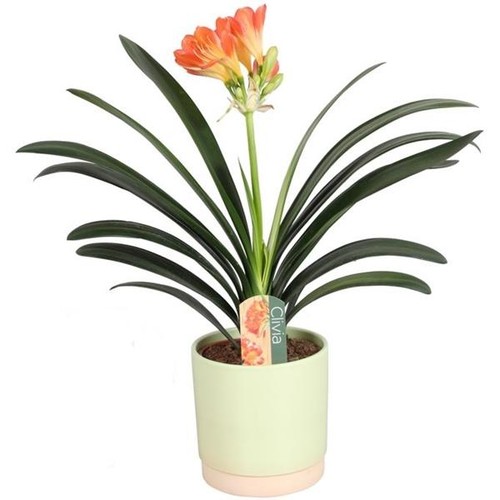 Clivia miniata klivie - clivia,