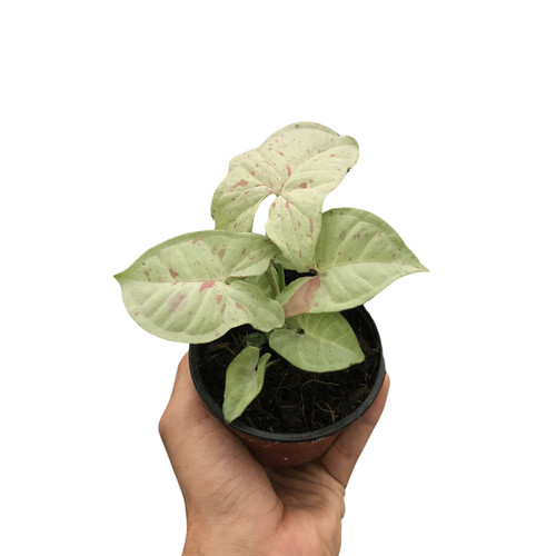 Syngonium milk confetti - confetti', |