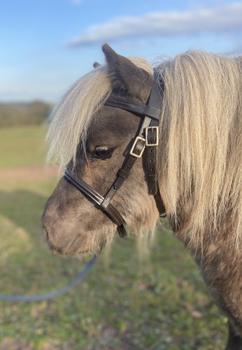 Filly slip hand - slip, gebisslose