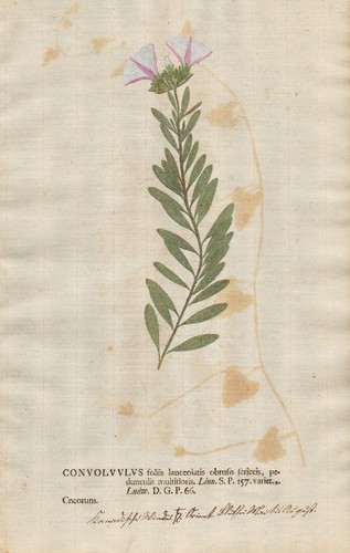 Silberwinde bindweed