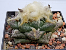 Kakteen – Kaktus –