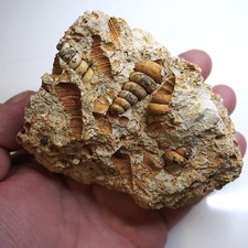 449gr Gastropod Granulolabium
