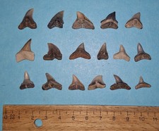 17 Hai Zähne vom Hemipristis