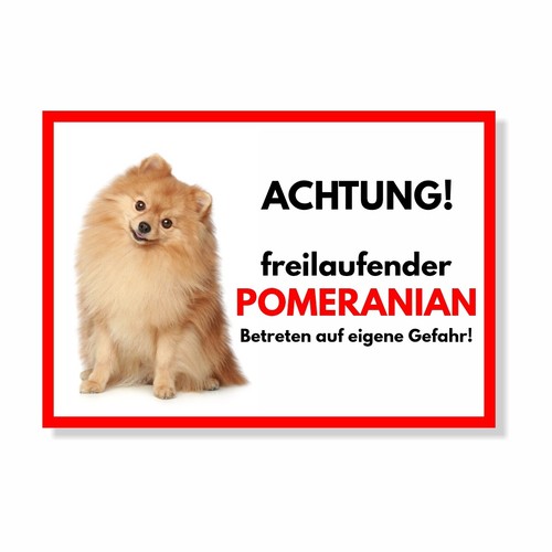 Pomeranian freilaufender - 2,