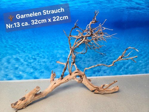 Garnelen strauch thai wood - garnelen,