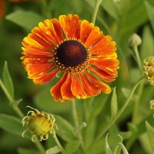 Sonnenbraut Helenium Hybride 'Waltraud' Staude winterhart Insektenweide
