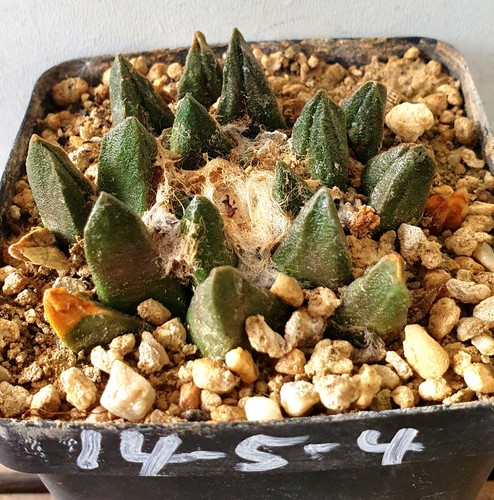 Ariocarpus scaphirostris