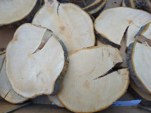 Baumscheibe apfel cm - 14-16,