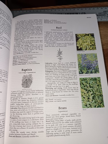 Garden plants and - garden,