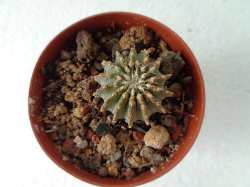Geohintonia mexicana 5cm we - 2,5cm,