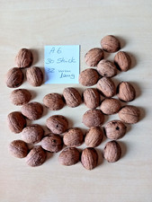 30 Walnuss Schalen Hälften 32 mm Bio A6