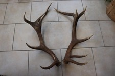 Abwurfstangen Geweihstangen Hirschhorn Hirschgeweih Geweih Horndekoration Passer