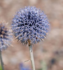 Kugeldistel Blue Ball -