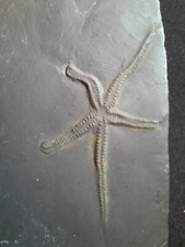 Seestern, Bundenbach