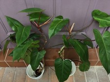 Philodendron erubescens rooted