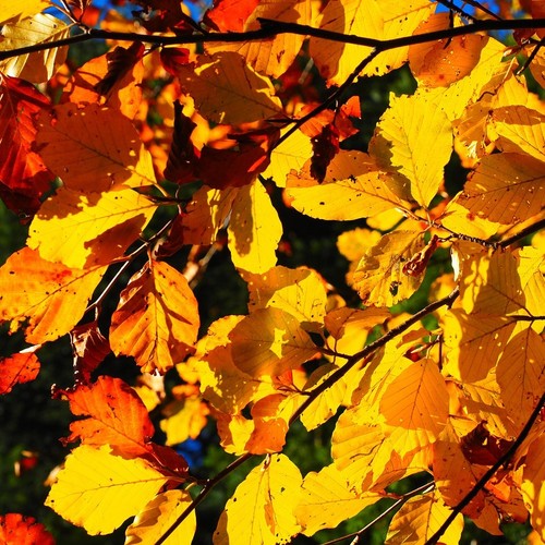 Rotbuche buche fagus sylvatica - buche,