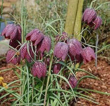 Schachbrettblume fritillaria - -,