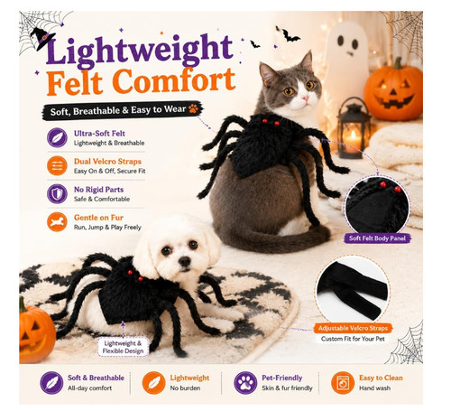 Cat spider costume spooky - spider,