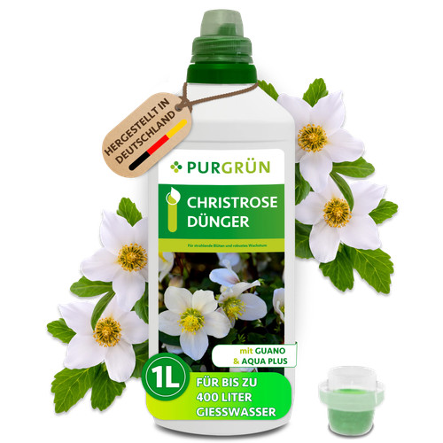 Purgrün christrose dünger - christrose,