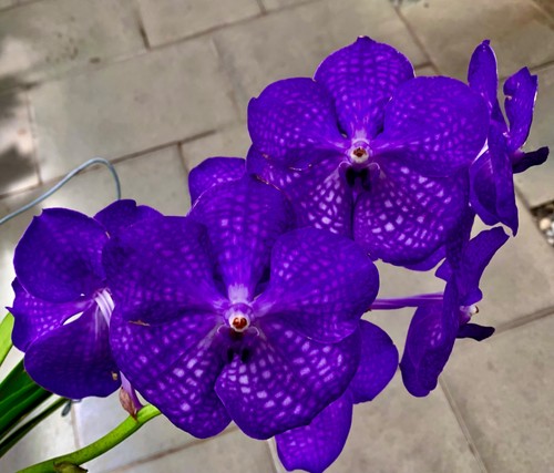 Vanda deep blue - vanda, master