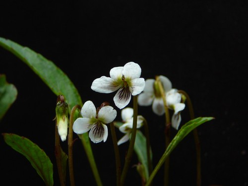 Viola lanceolata - , /