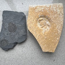 Versteinerung Solnhofener