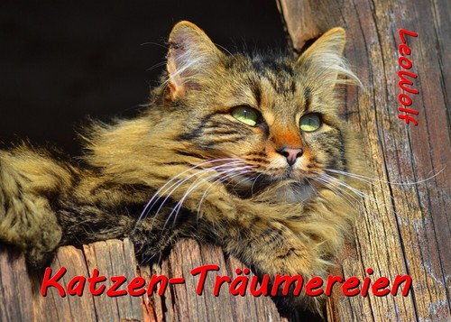 Katzen-Träumereien-Toller