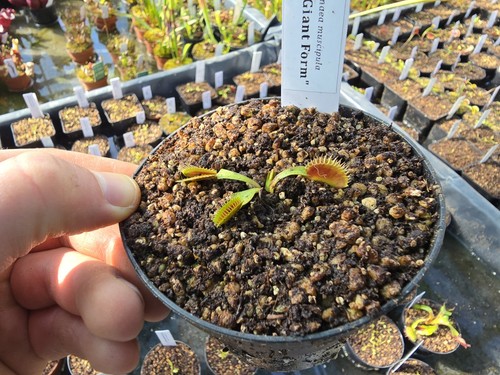 Dionaea muscipula giant - muscipula, "gj