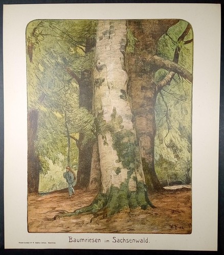 Farblithografie von 1902