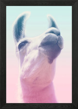 lustiges Tier Lama Alpaka