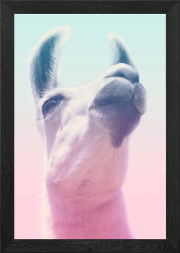 Lustiges tier lama alpaka - tier,